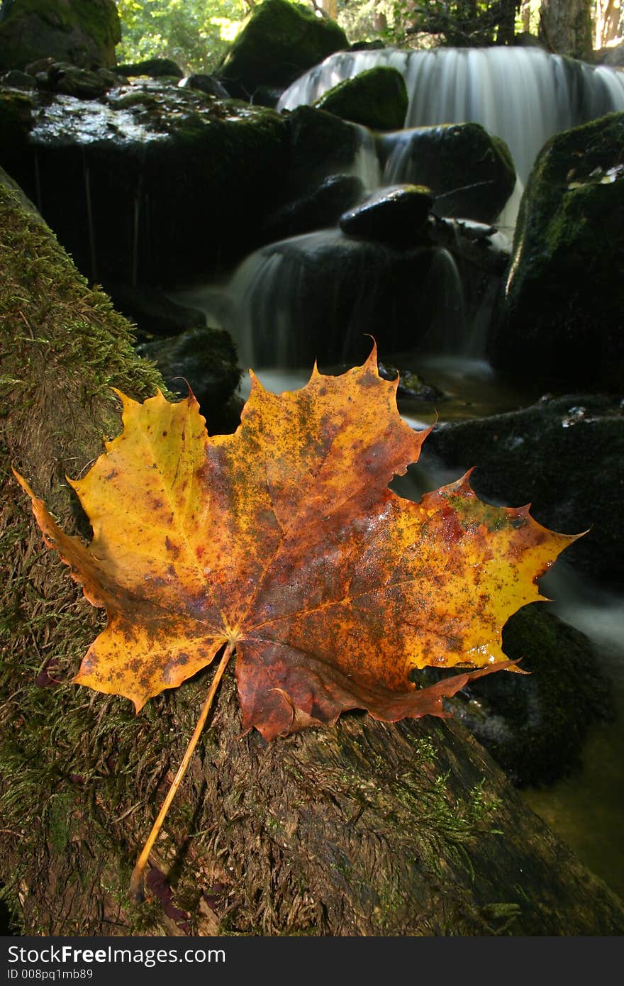 Autumn maple leaf with waterfall in the background