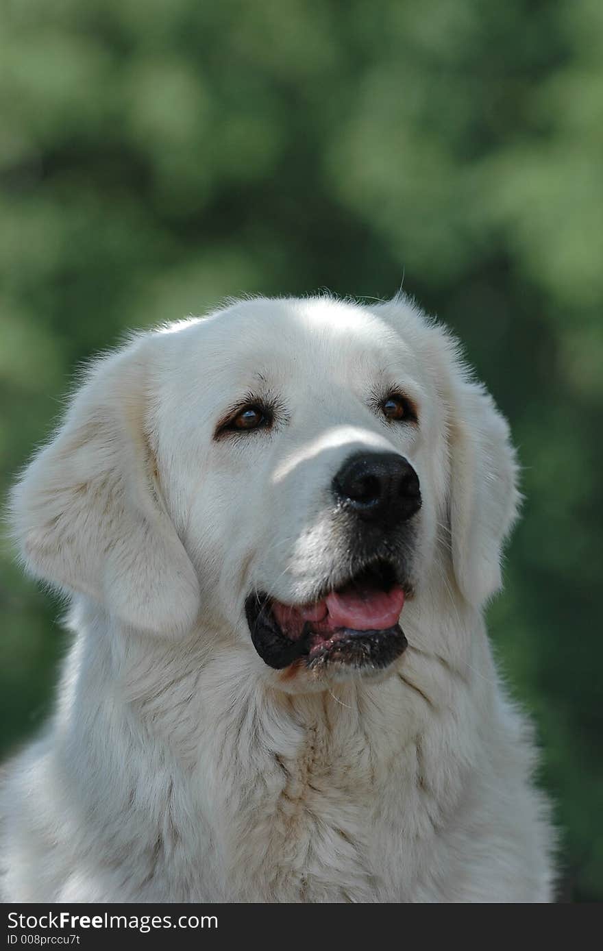 Tatra Sheepdog Portrait