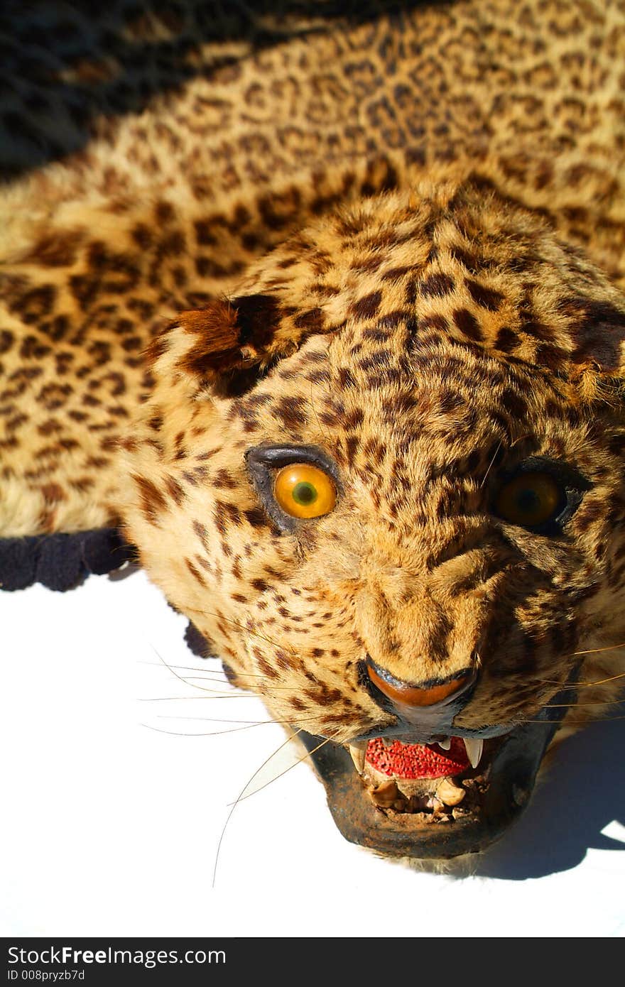 A Leopard appears to be less than happy at having been made into a rug. A Leopard appears to be less than happy at having been made into a rug.