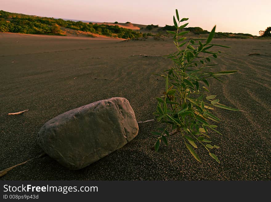 Tree growing in the desert