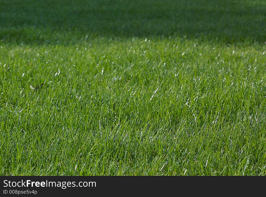 Green grass at summer day