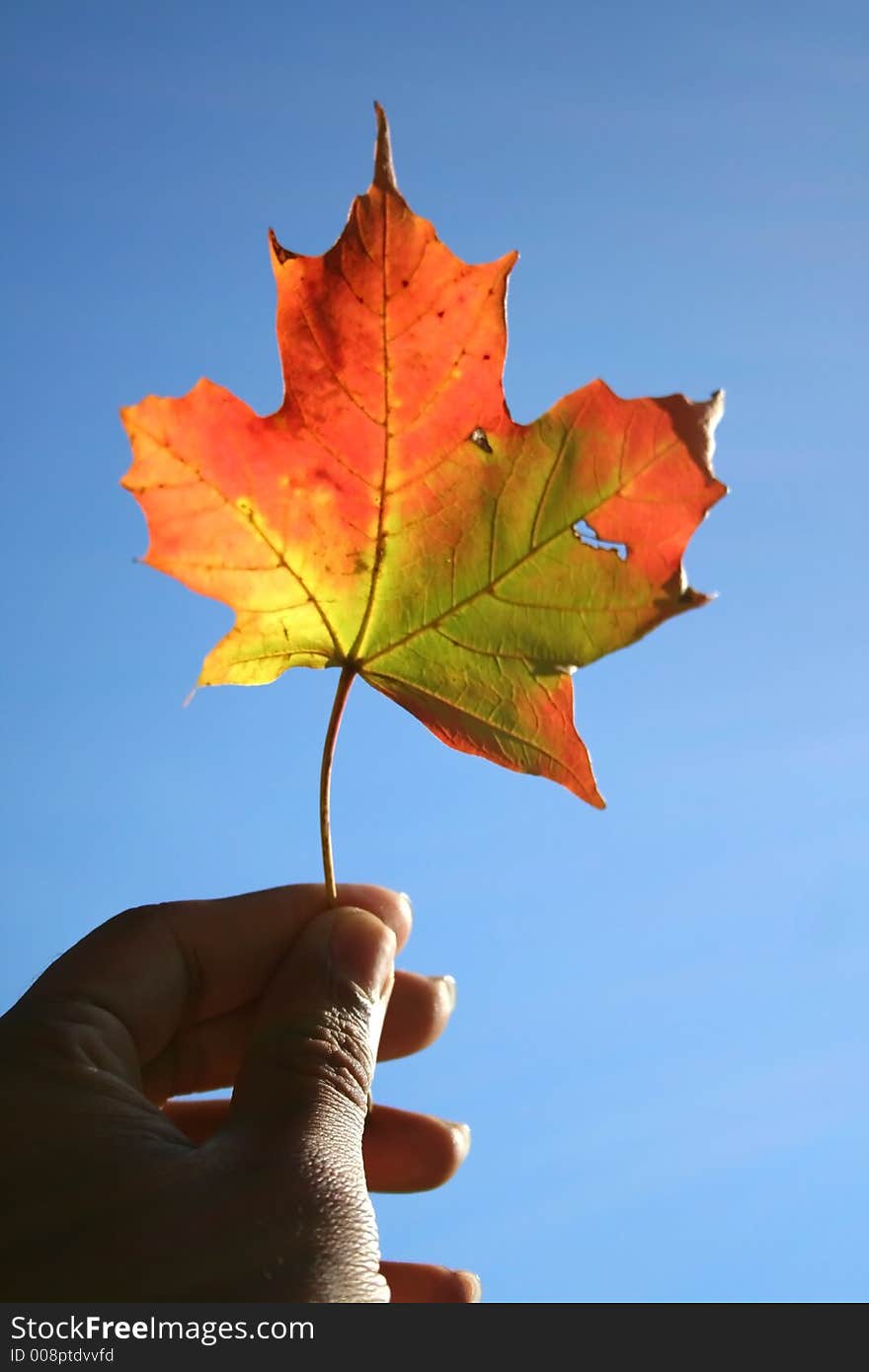 Holding bright maple leaf against the Sun. Holding bright maple leaf against the Sun