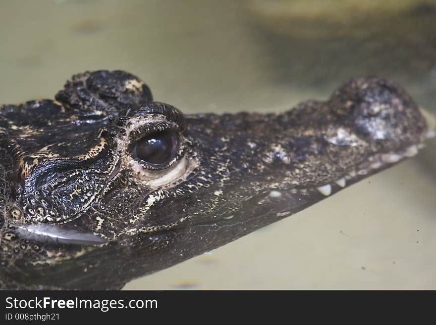 An alligator head in the water