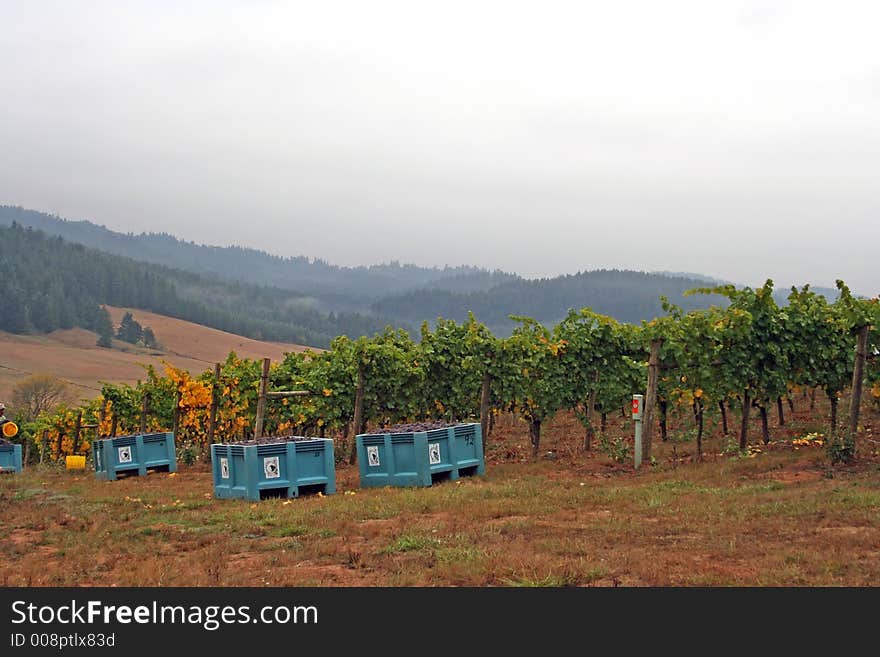 Full grape bins next to vineyard waiting to go to production. Full grape bins next to vineyard waiting to go to production