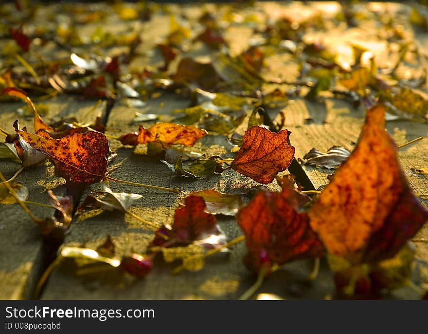 Autumn leaves on deck