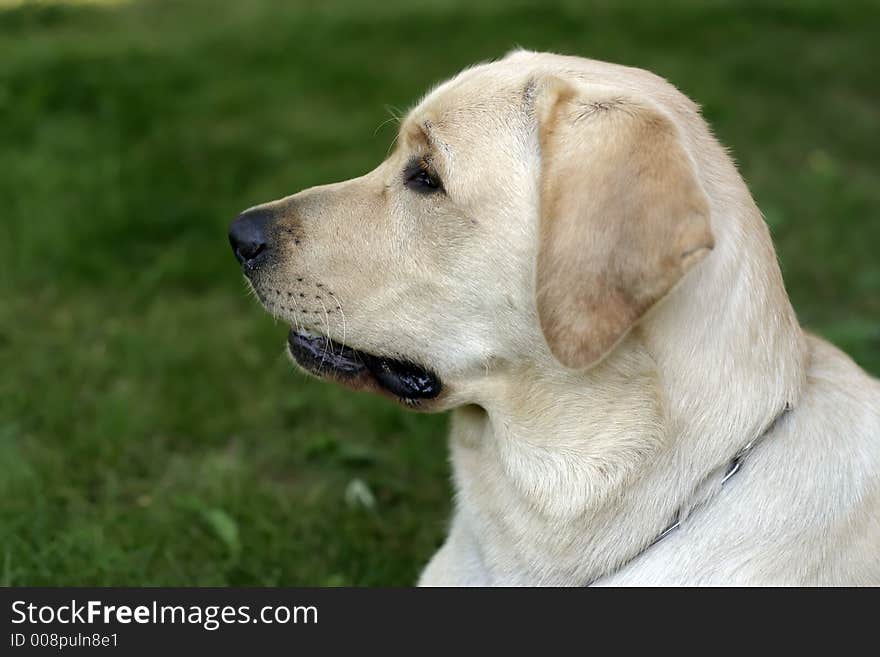 Portrait of gold labrador retriever. Portrait of gold labrador retriever