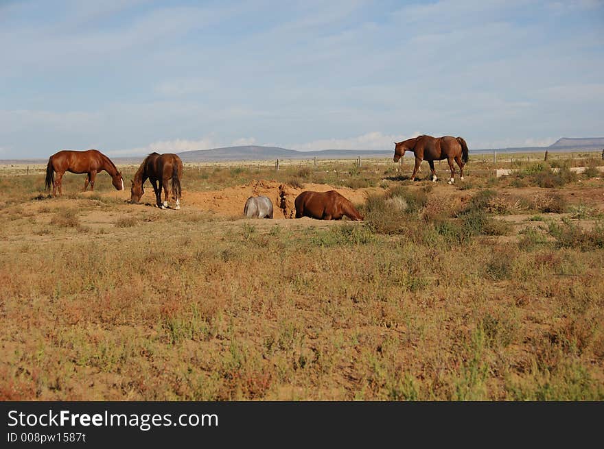 Five Horses Grazing In A Field