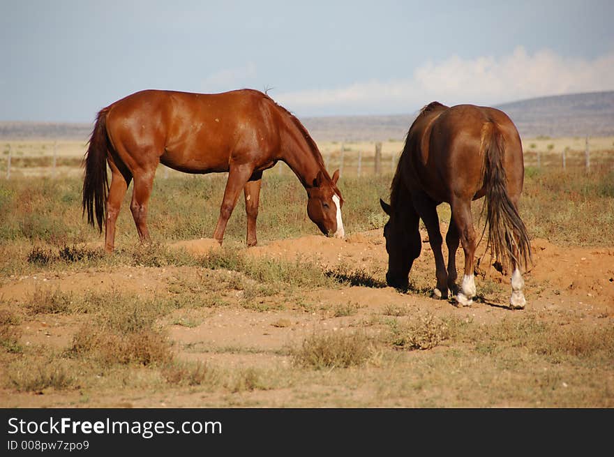 Two brown horses grazing in a field. Two brown horses grazing in a field