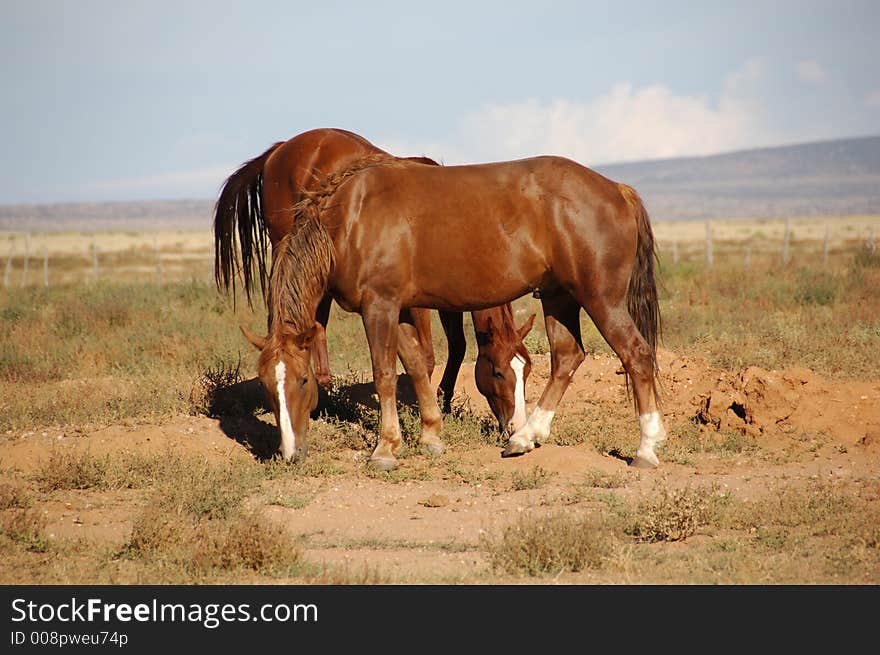 Two brown horses grazing in a field. Two brown horses grazing in a field