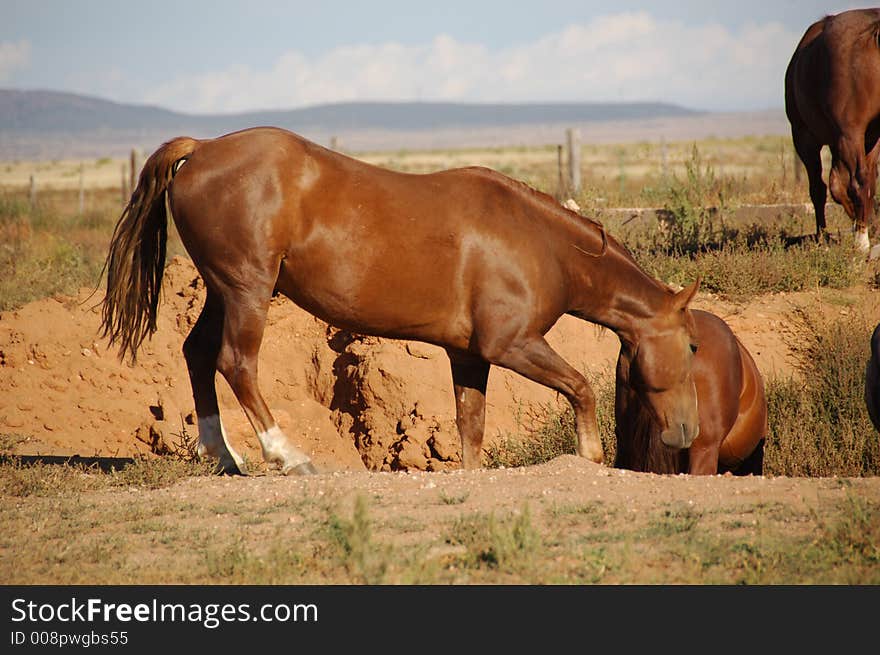 A horse going down into a hole with another horse. A horse going down into a hole with another horse