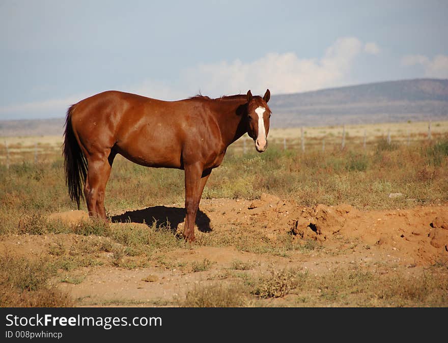 Brown horse grazing in a field. Brown horse grazing in a field