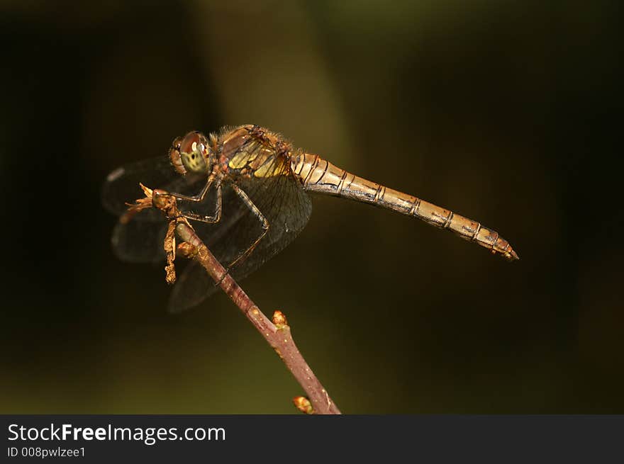 Dragonfly: Sympetrum Striolatum