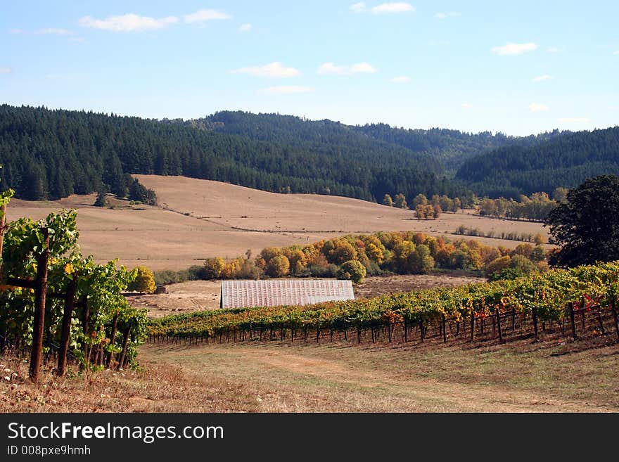 Grassy road winding down through a vineyard on a beautiful autumn day. Grassy road winding down through a vineyard on a beautiful autumn day.