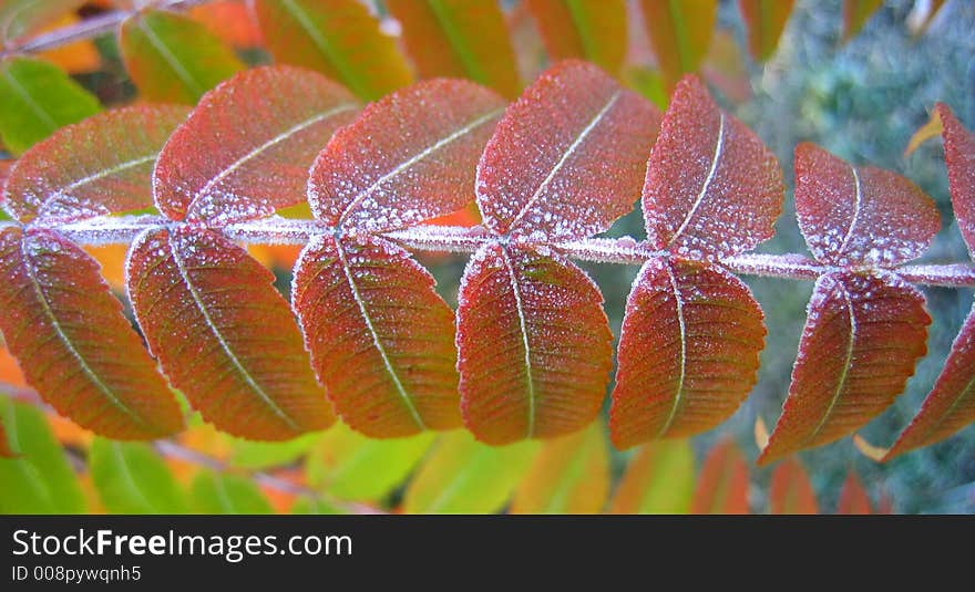 Frost on Autumn sumac leaves