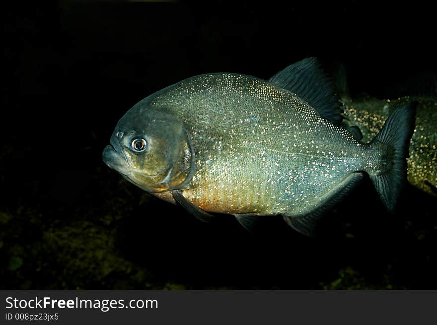 Picture of piranha in natural environment.