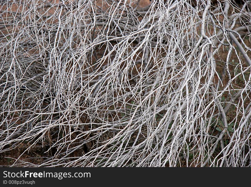 Pattern of branches in Australia's dry outback