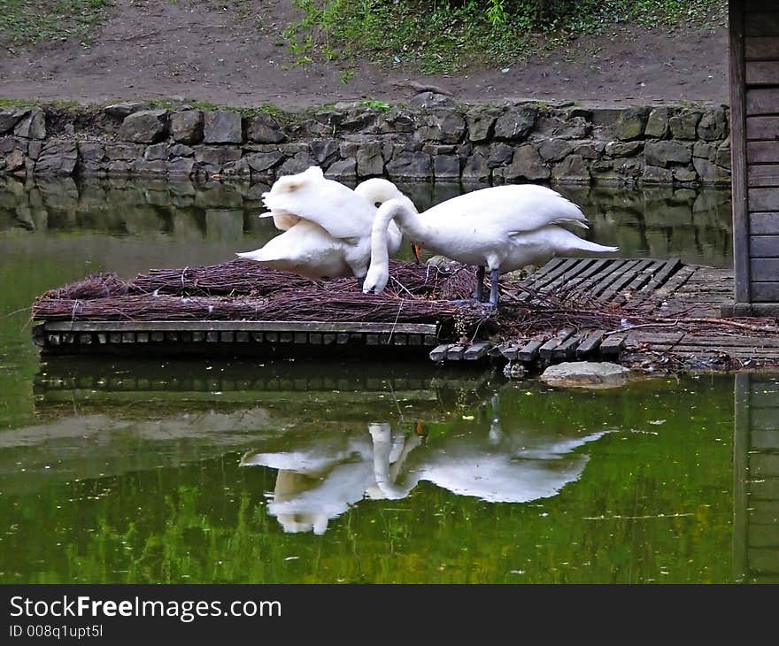 Two nesting swans with their reflections in water