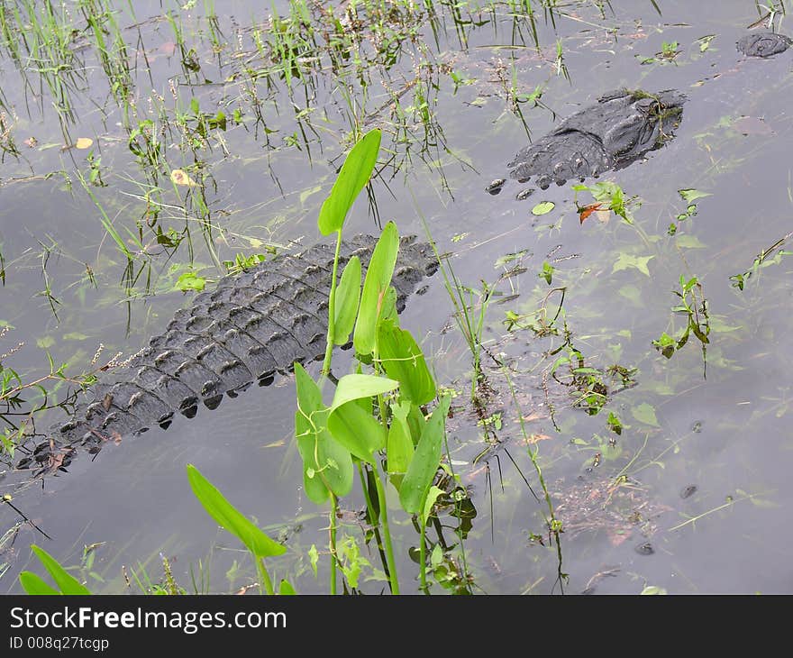 Gator