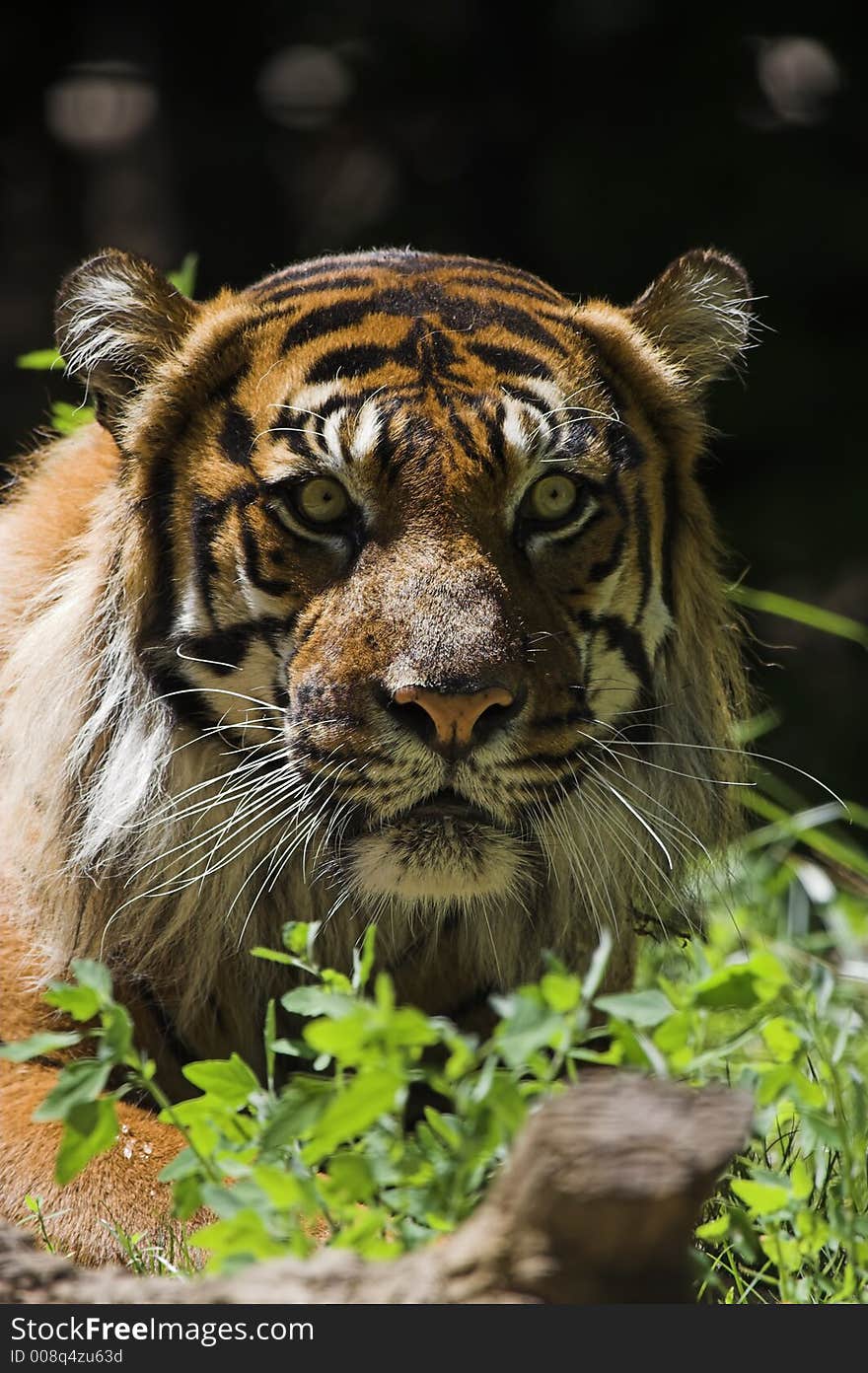 Sumatran tiger laying in grass