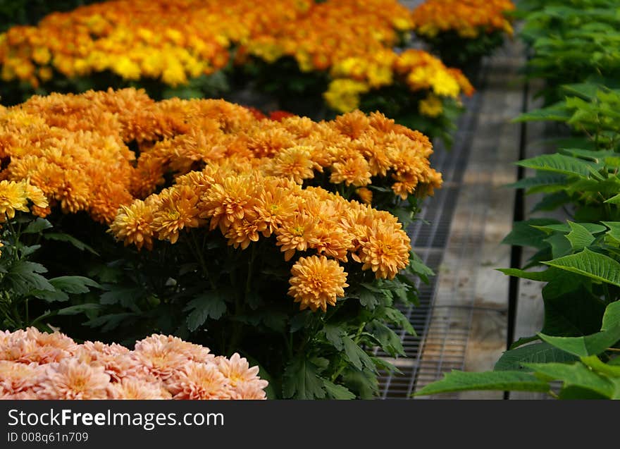 Fall mums in yellow,orange and pink beside poinsettias in a greenhouse. Fall mums in yellow,orange and pink beside poinsettias in a greenhouse