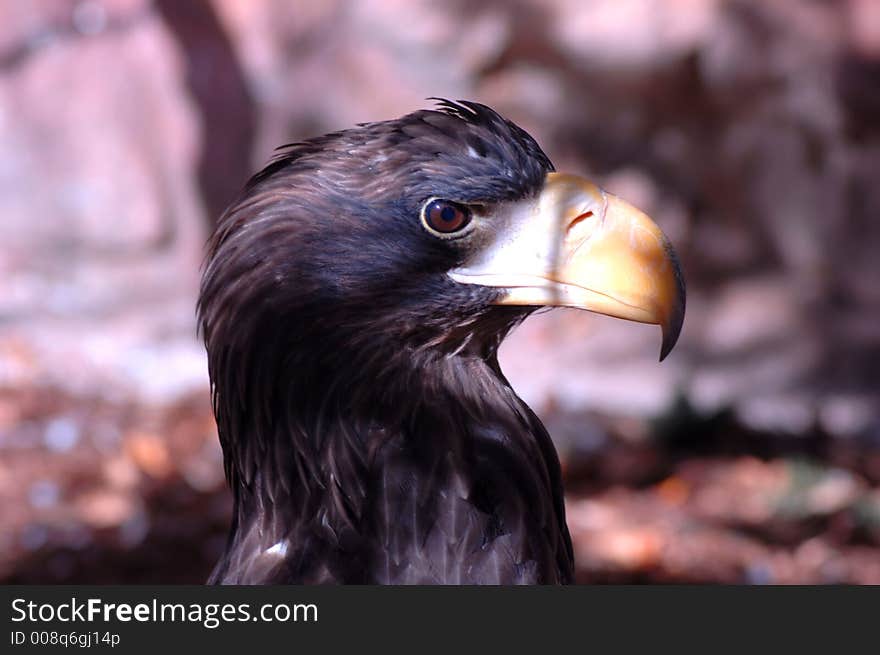 Determined looking eagle's watchful eye. Determined looking eagle's watchful eye