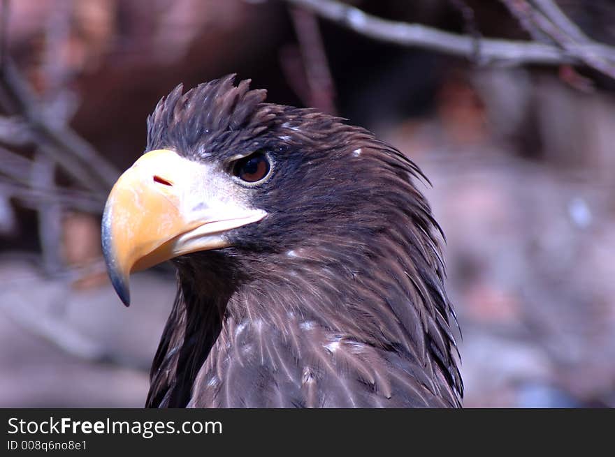 Determined looking eagle's watchful eye. Determined looking eagle's watchful eye