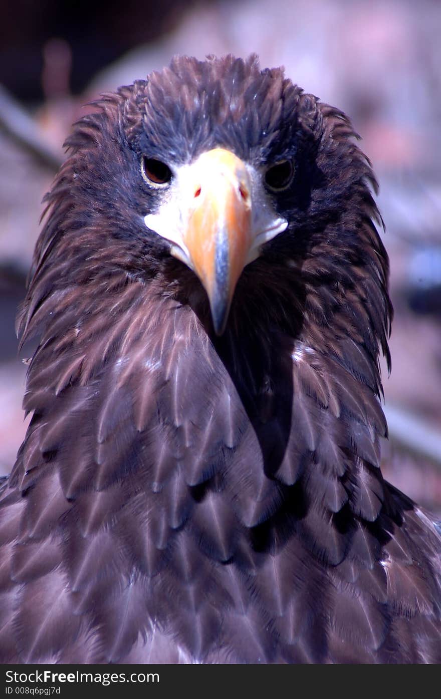 Determined looking eagle's watchful eye. Determined looking eagle's watchful eye