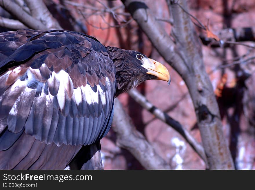 Determined looking eagle's watchful eye. Determined looking eagle's watchful eye