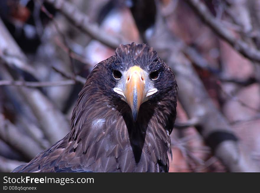 Determined looking eagle's watchful eye. Determined looking eagle's watchful eye