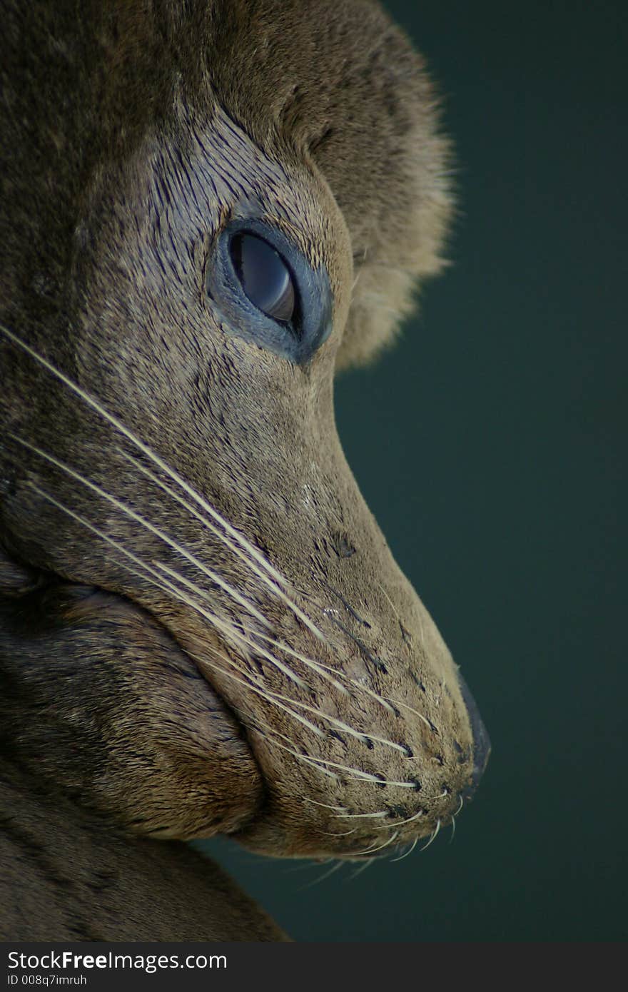 A California Sea Lion watches the photographer in Monterey, California. A California Sea Lion watches the photographer in Monterey, California.