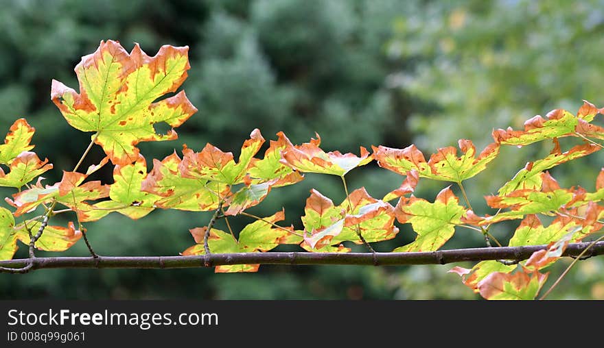 Tree and leaves in autumn. Tree and leaves in autumn