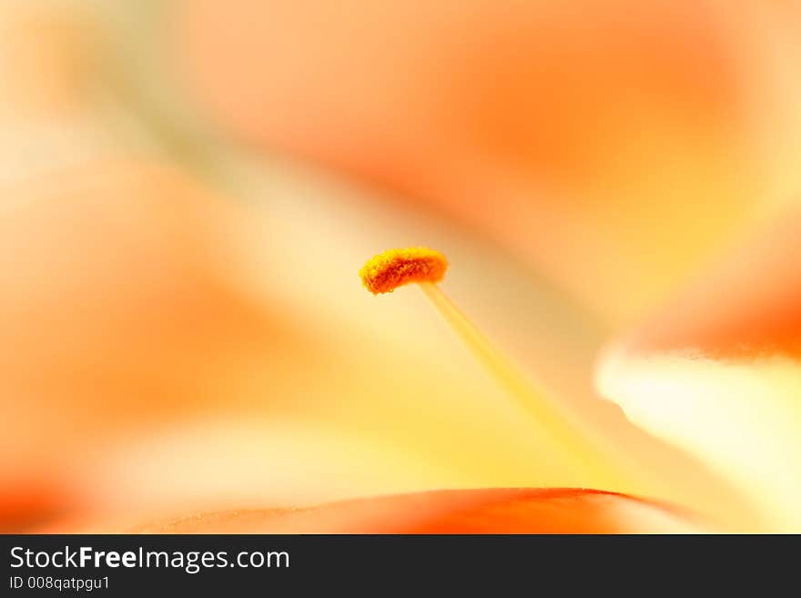 Closeup picture of a flower. Closeup picture of a flower