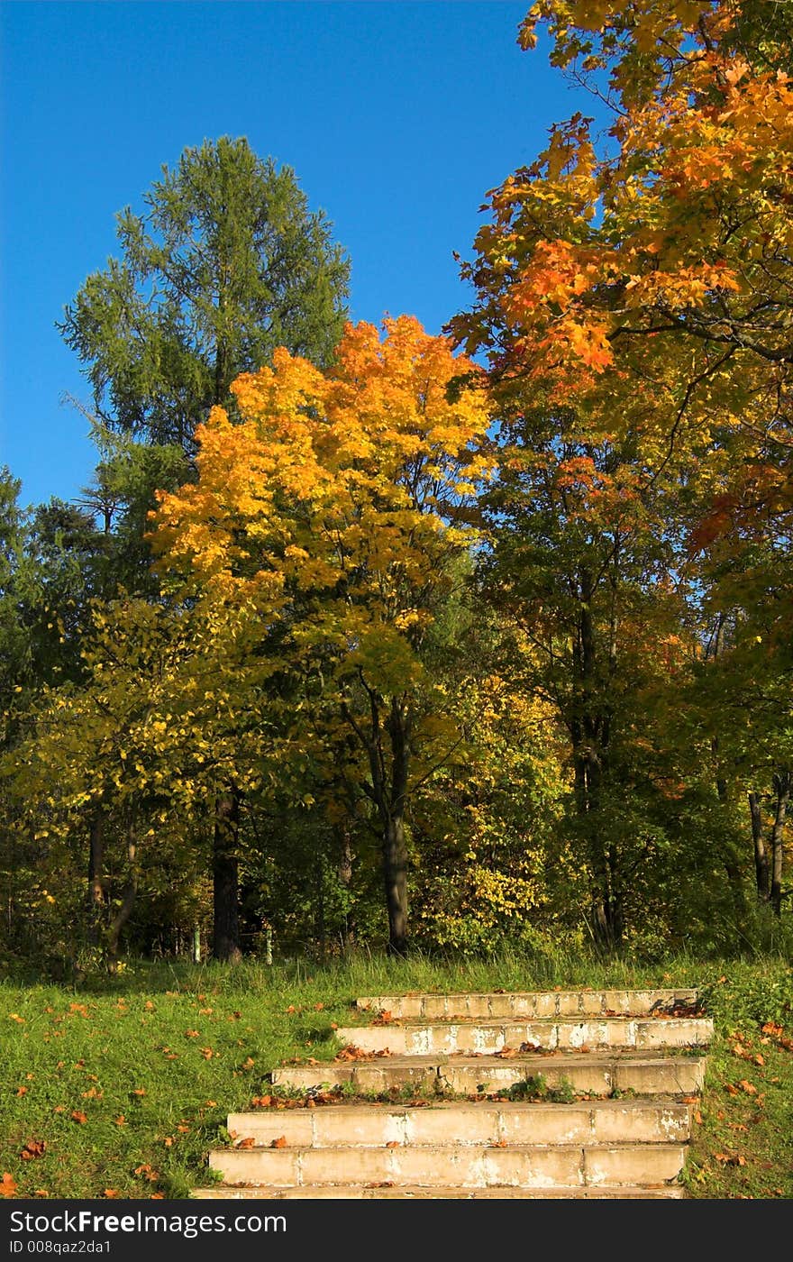 Stairs and autumn orange forest. Stairs and autumn orange forest