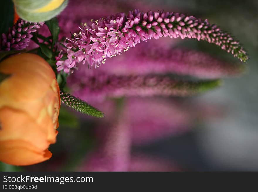 Closeup picture of  flowers (orange and lila). Closeup picture of  flowers (orange and lila)