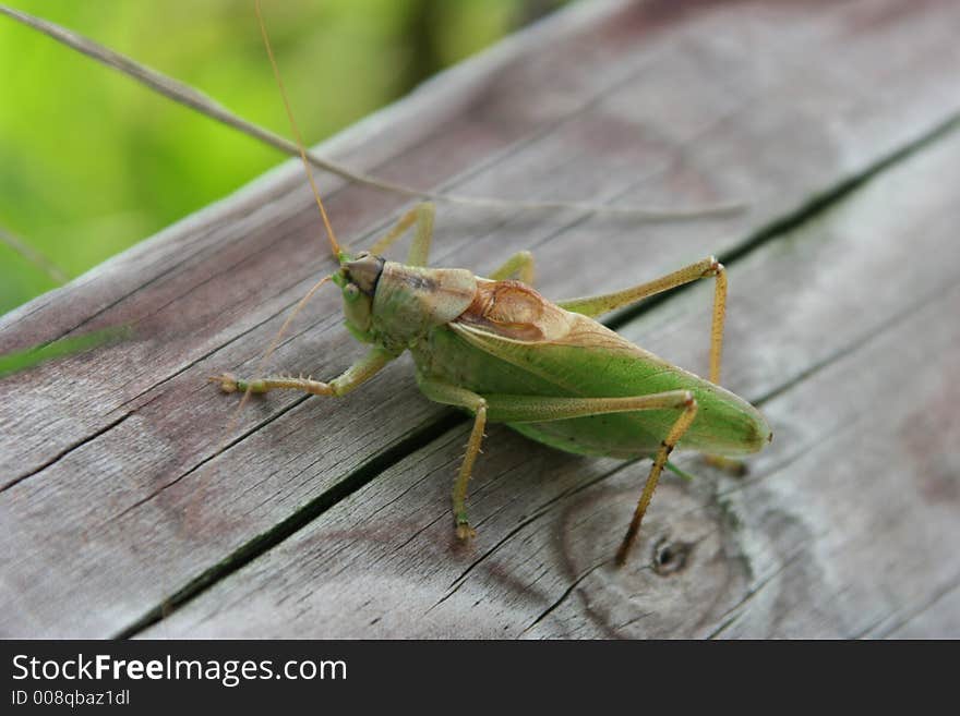 Grashopper sitting on a wooden place