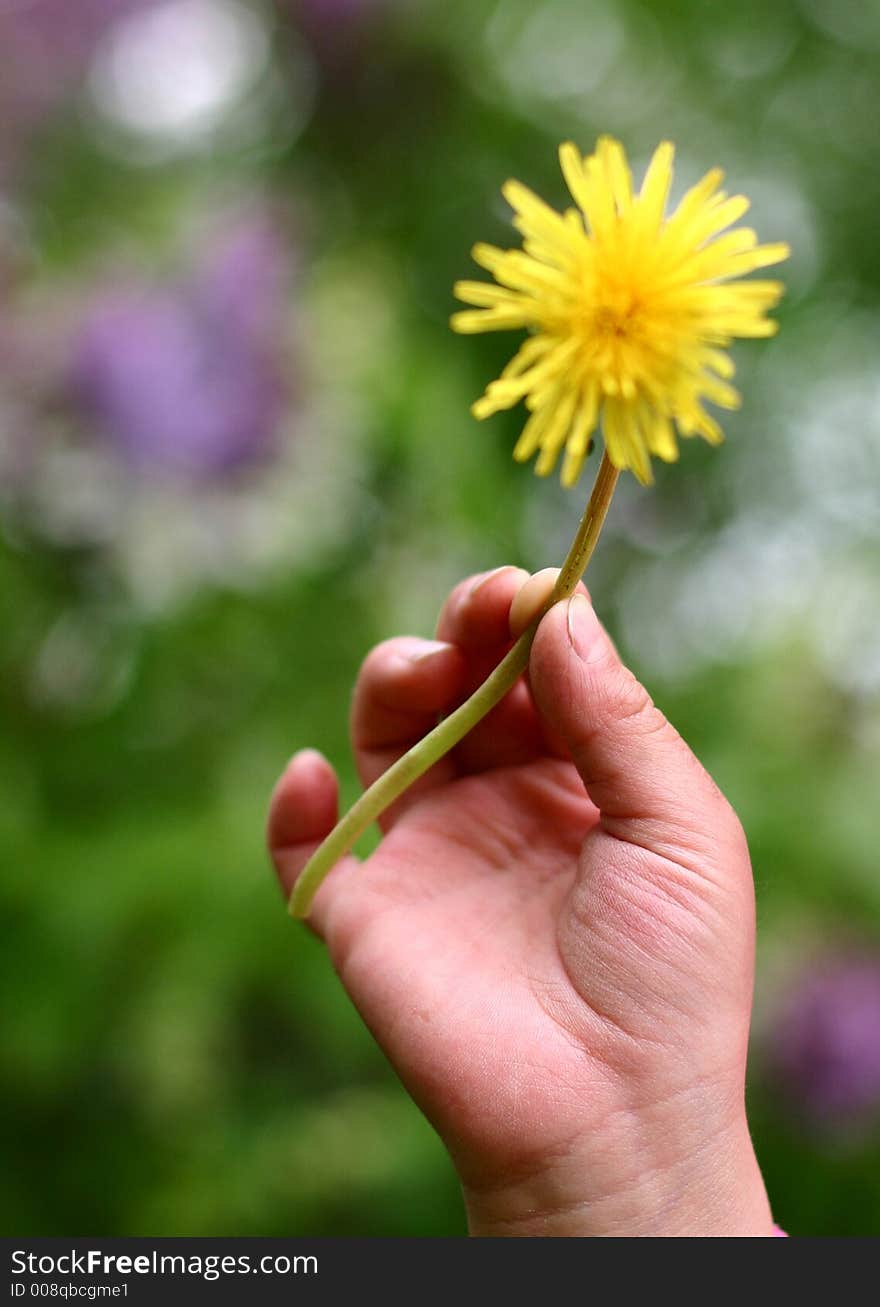 Child hand holding a dandelion. Child hand holding a dandelion