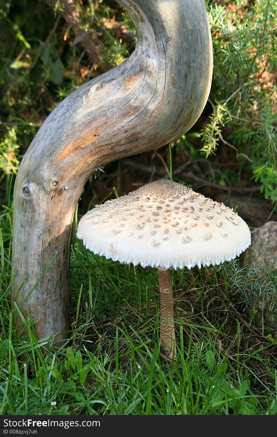 Macrolepiota procera