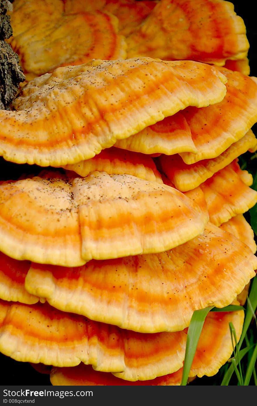 The chicken mushroom (Laetiporus sulphureus) is one of the largest and most colourful fungi, it is also considered a choice edible with tender portions tasting like white chicken meat.