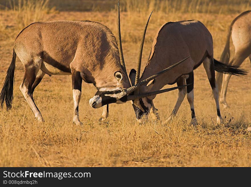 Gemsbok fighting