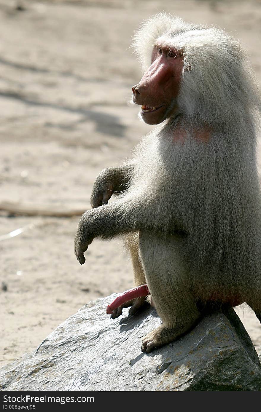 The Hamadryas Baboon is showing his manhood