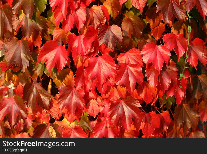 Autumn red maple leaves for collage or wallpaper