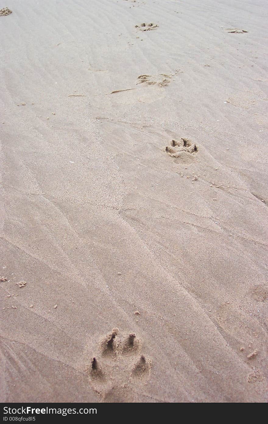 Paw Prints