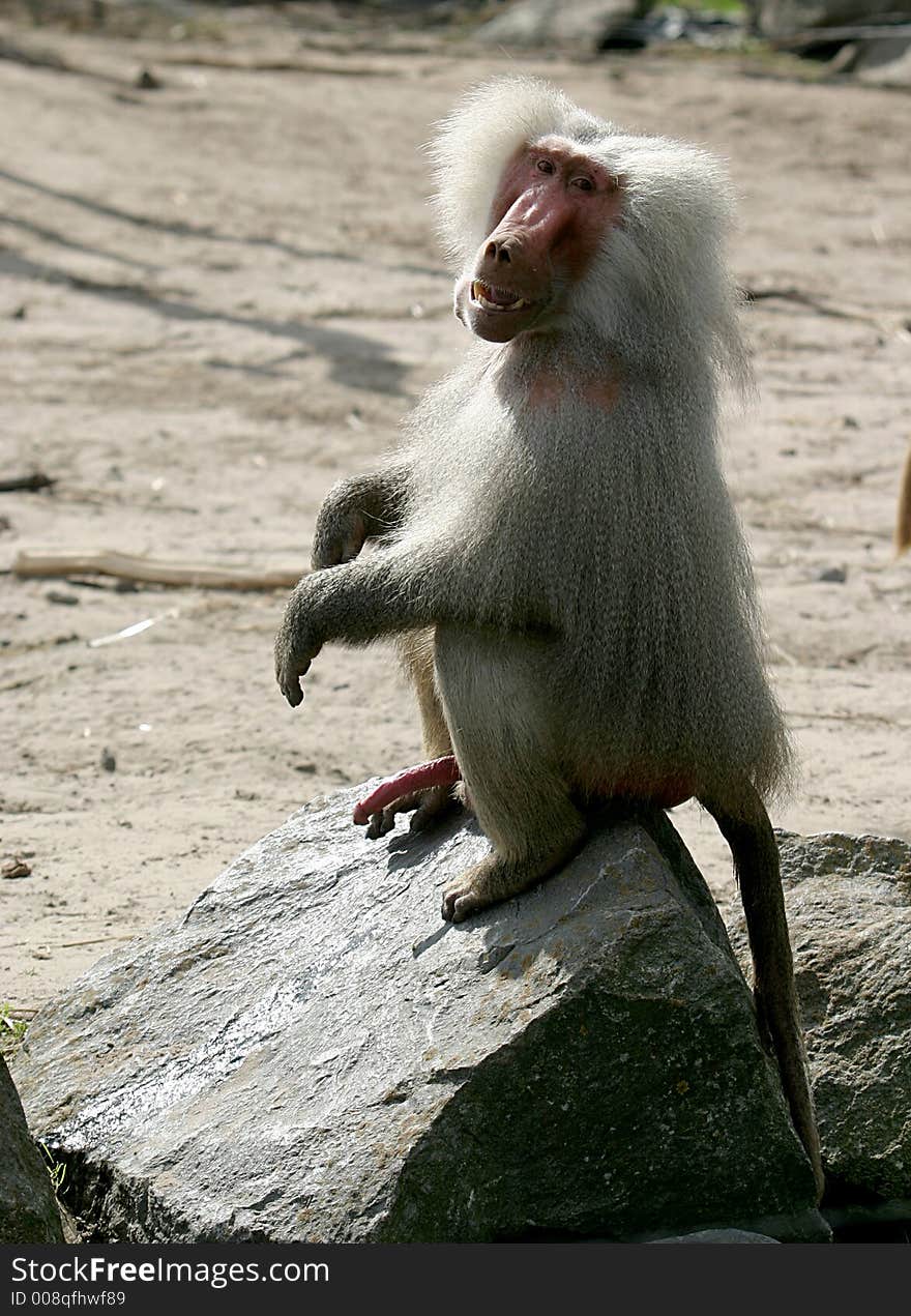 The Hamadryas Baboon is showing his manhood