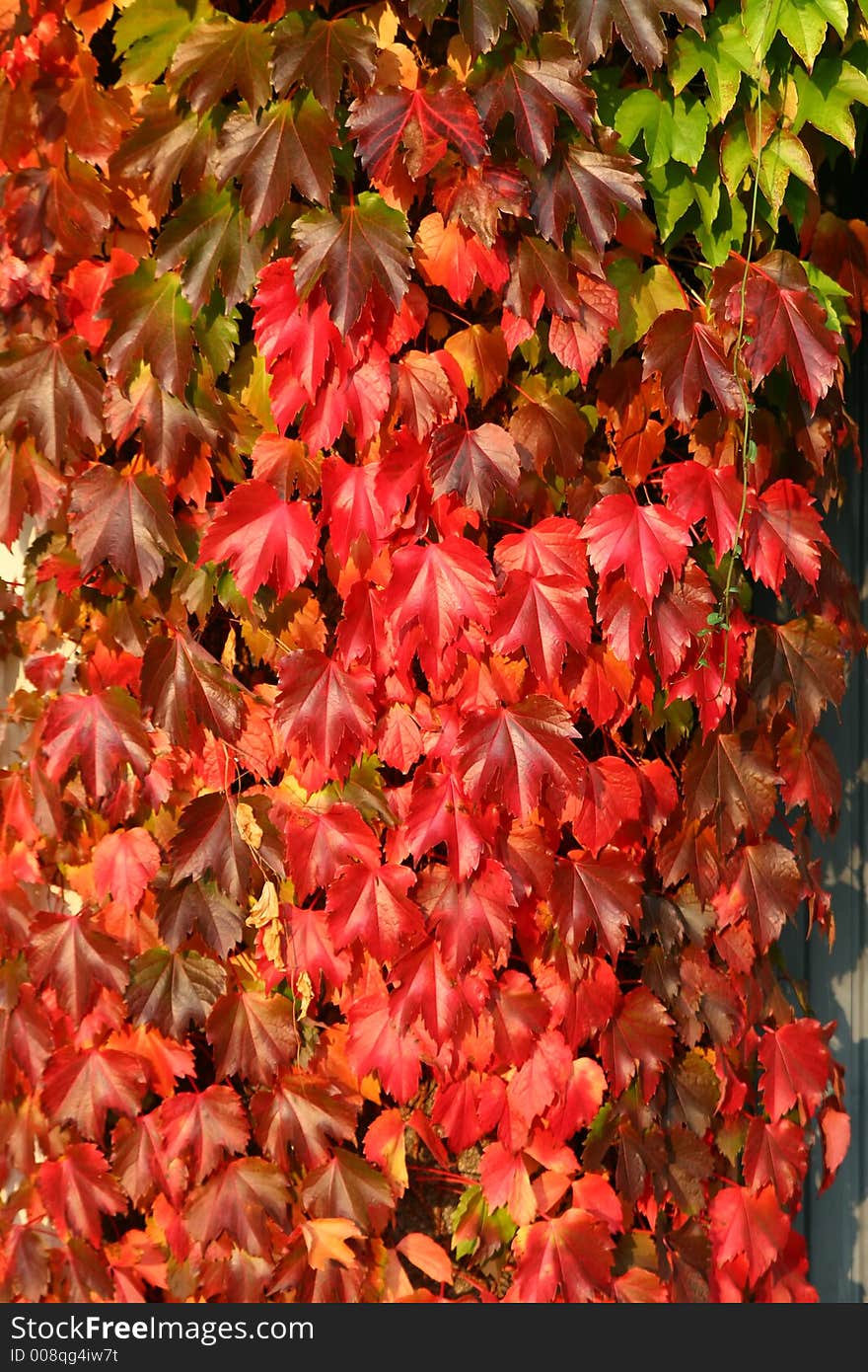 Autumn red maple leaves for collage or wallpaper. Autumn red maple leaves for collage or wallpaper