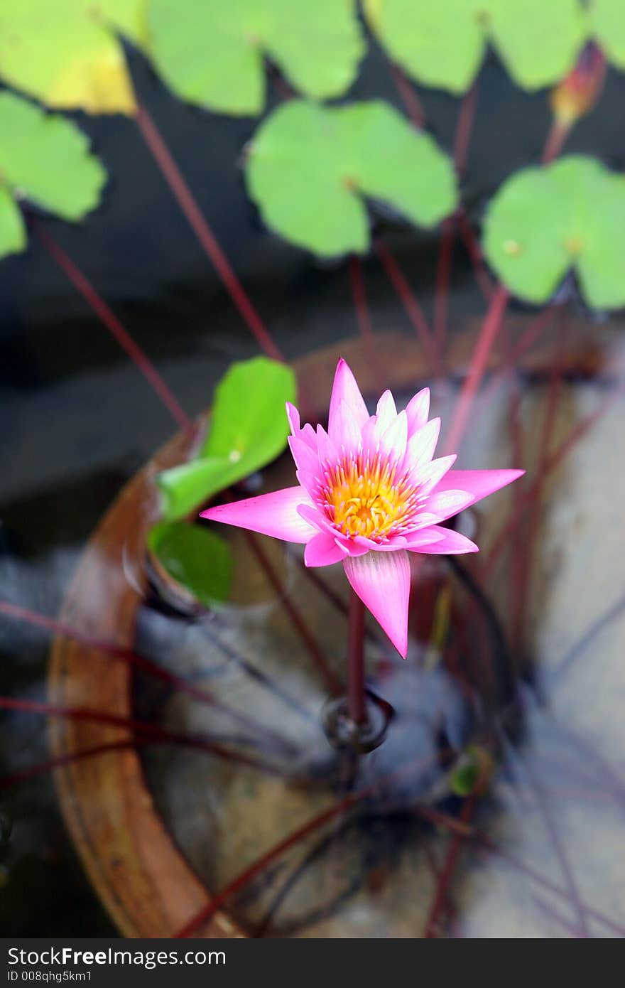 Pink water lilly in a tropical garden