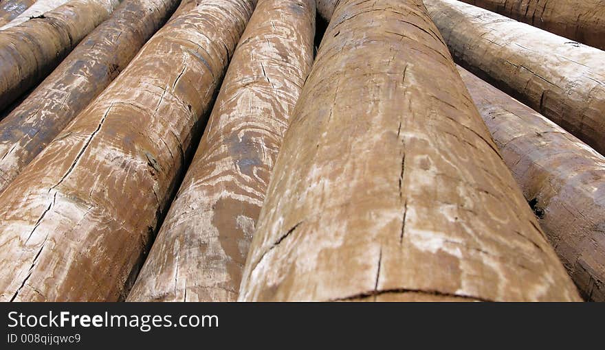 Pile of telephone pole logs. Pile of telephone pole logs