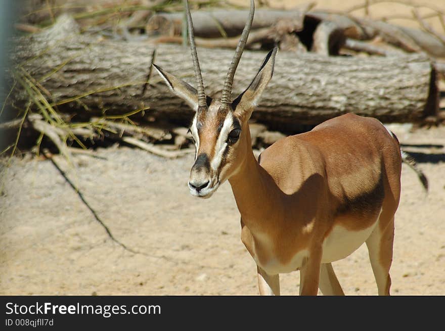 Thompson s gazelle