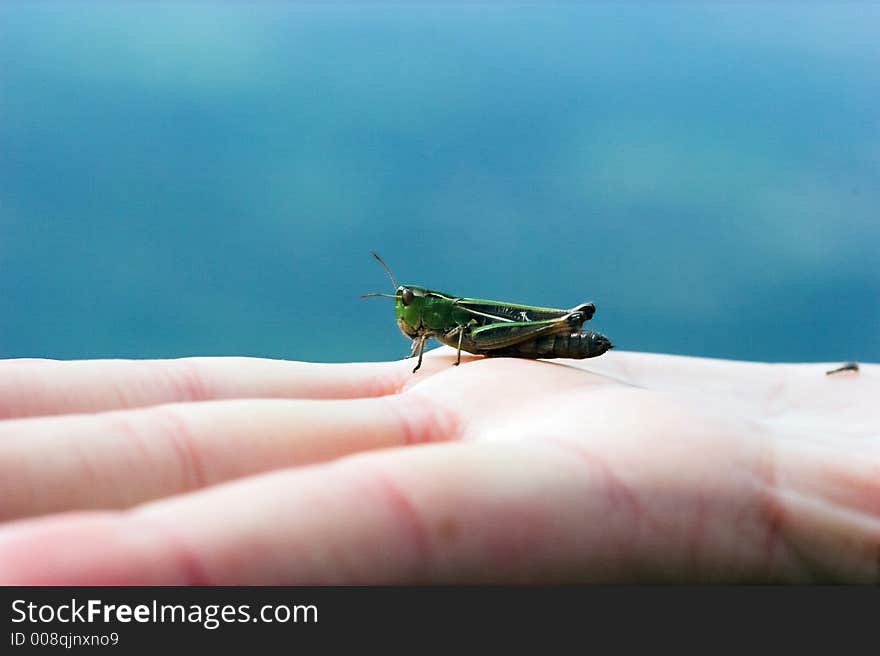 Grasshopper in the hand