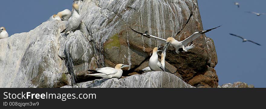 At the Côte Granit-Rose (Bretagne in France) are Les Sept Îles (The seven islands). These islands are not accessible. There is a bird reserve, where a large colony gannets is settled.The gannets are large black and white birds with long pointed wings and long bills. They have a a wingspan of up to 2 meters. At the Côte Granit-Rose (Bretagne in France) are Les Sept Îles (The seven islands). These islands are not accessible. There is a bird reserve, where a large colony gannets is settled.The gannets are large black and white birds with long pointed wings and long bills. They have a a wingspan of up to 2 meters.