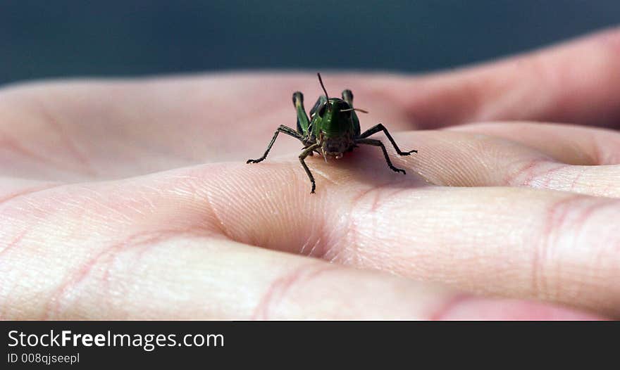 Grasshopper in the hand